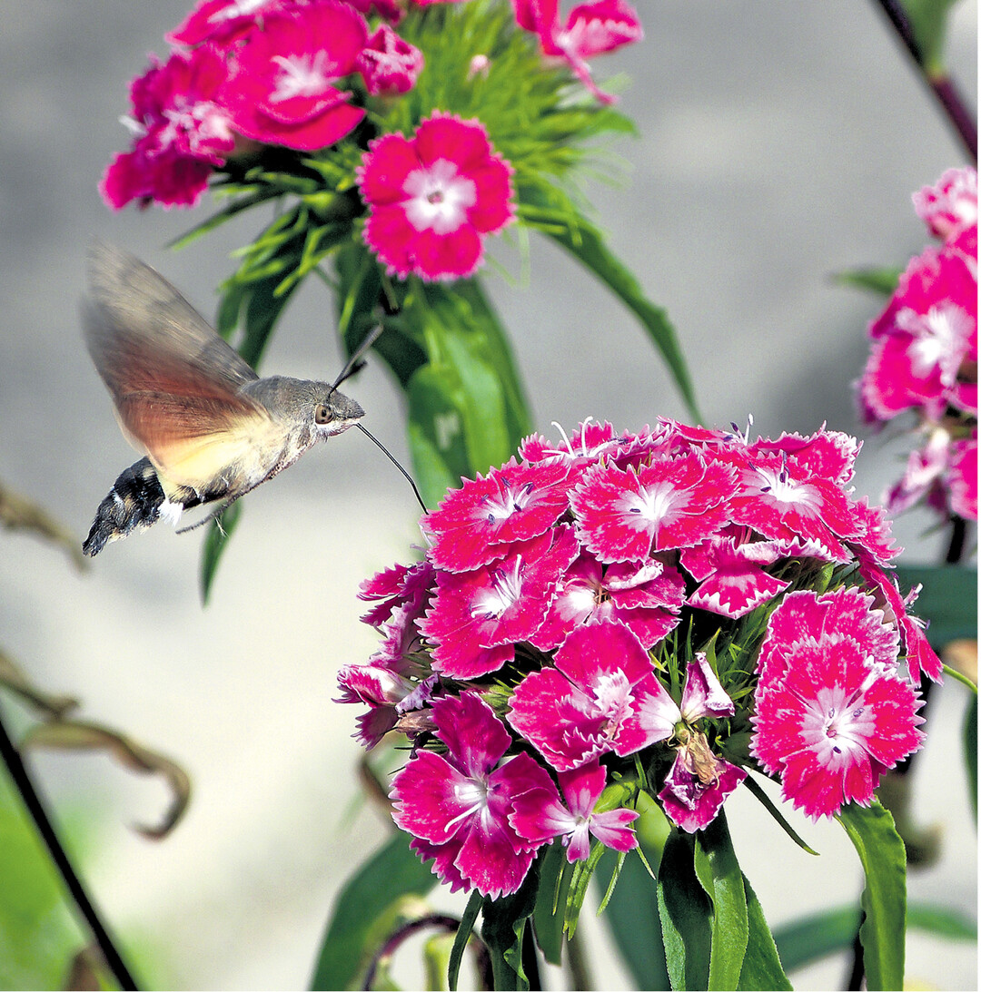 Wie ein kleiner Kolibri fliegt dieses Taubenschw�nzchen um die Bartnelke. Im Schwirrflug saugt es mit seinem langen R�ssel den Nektar aus den Bl�ten. Es geh�rt zur Schmetterlingsfamilie der Schw�rmer. Man kann es bei Einbruch der D�mmerung gut beobachten.