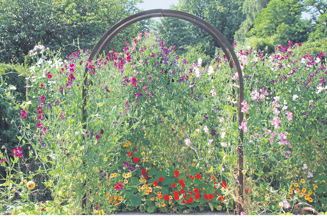 Duftwicken (Lathyrus odoratus) k�nnen an einem Bogen emporranken. An einem stabilen Maschendrahtzaun breiten sie sich zu einem Bl�tenvorhang aus.