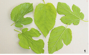 Die Blätter eines Baums sind oft ganz unterschiedlich geformt.