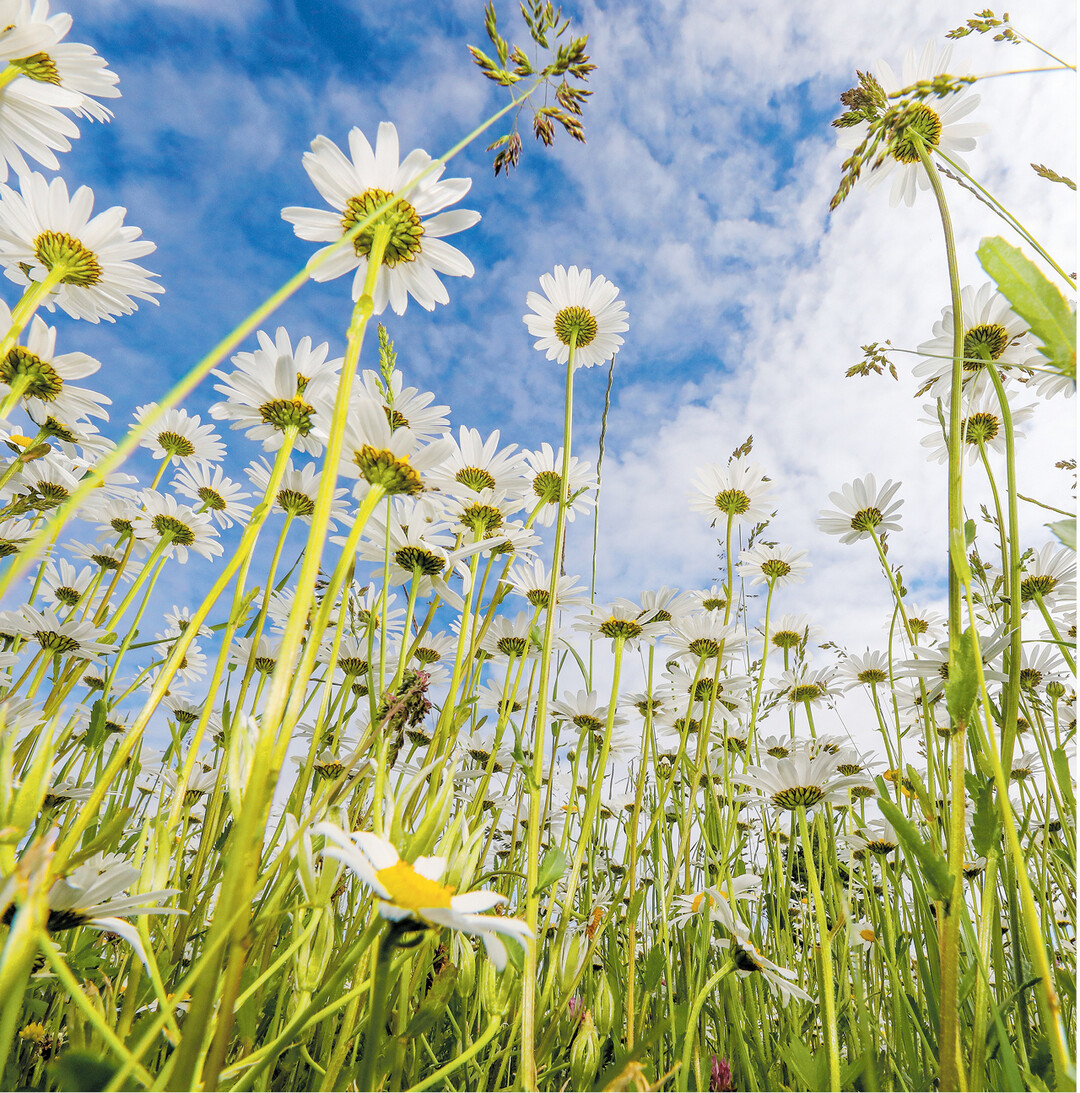 Margeriten sind mit ihren strahlenden Bl�tenk�pfchen immer eine Augenweide, besonders aus dieser ungew�hnlichen Perspektive.