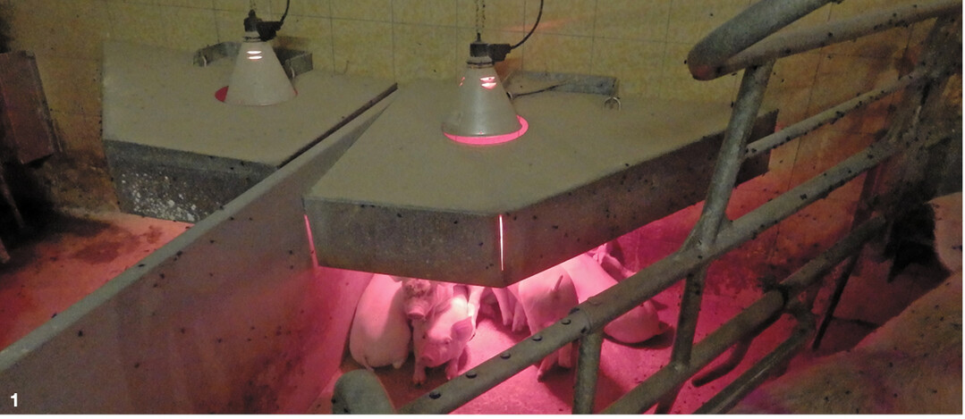 In bestehenden St�llen kann mit einfachen Mehrschichtplatten eine Abdeckung �ber dem Ferkelnest geschaffen werden.