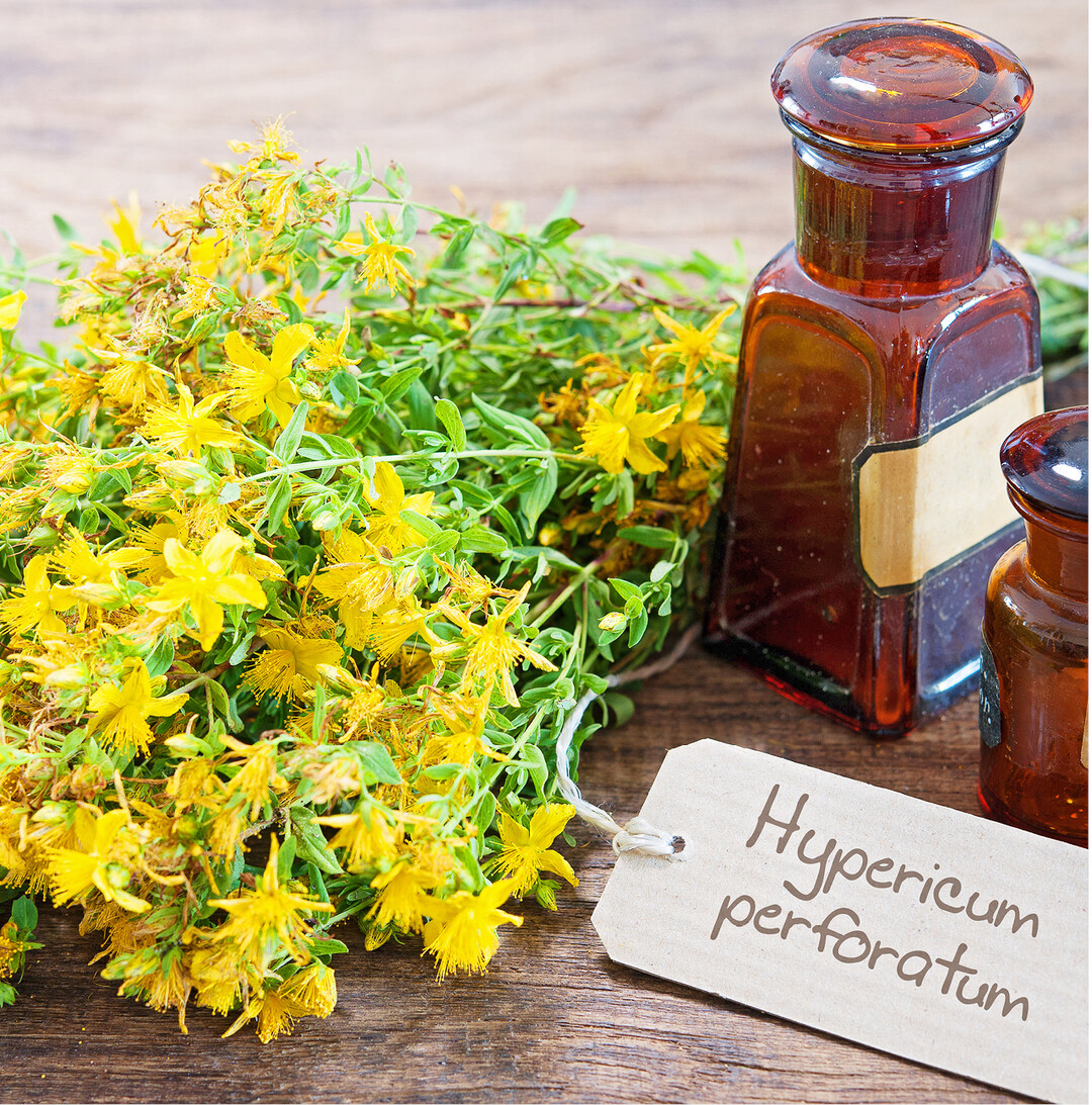 Das Echte Johanniskraut oder T�pfelhartheu bl�ht von Juni bis August. Es w�chst auf trockenen Wiesen, Wald- und Wegr�ndern. Die winzigen Punkte/T�pfel in Bl�ttern und goldgelben Bl�ten sind �ldr�sen. Daraus l�sst sich das Johanniskraut�l (Rot�l) gewinnen. �u�erlich angewandt hilft es bei Muskelschmerzen, heilt Wunden, Verbrennungen oder Sonnenbrand. Es l�sst sich einfach herstellen: Ein Glas zu zwei Drittel mit bl�hendem, zerkleinertem Kraut (obere 10 cm, ohne Stengel) f�llen und mit hochwertigem �l (Olive, Mandel, Raps) �bergie�en. Verschlossen an einen warmen Platz stellen, ab und zu sch�tteln. Nach drei bis sechs Wochen kann das tiefrote �l durch einen Seiher/ein Sieb (mit Tuch oder K�chenpapier ausgelegt) abgefiltert werden. Dann in dunkle Flaschen f�llen.