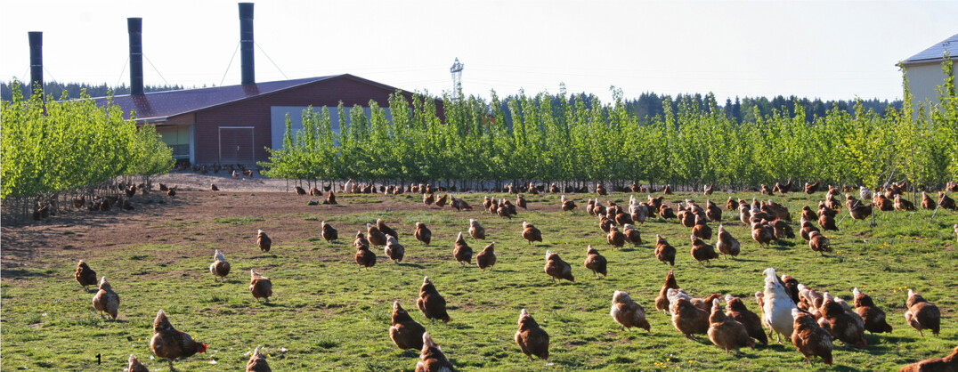 Viel Platz im neuen Stall und auf der Weide f�r 9000 H�hner. Durch die Unterschlupfm�glichkeiten in den Pappelstreifen wird die Au�enfl�che gut ausgenutzt.