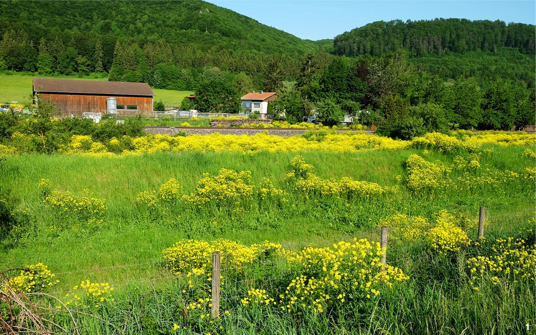 Hat das Orientalische Zackensch�tchen einmal Fu� gefasst, kann es sich schnell ausbreiten, zu Dominanzbest�nden werden und heimische Arten verdr�ngen.