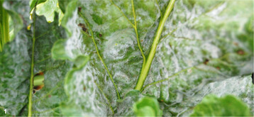 Echter Mehltau an Zuckerrüben. Der weiße Belag wächst bevorzugt auf der Blattoberseite.