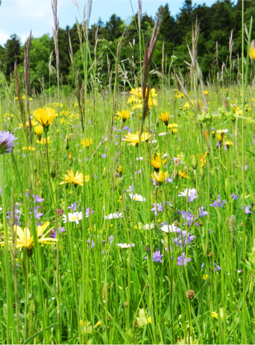 Die Artenvielfalt einer FFH-Fläche zu sichern, ist nicht einfach. Ein Faktor ist der richtige Nutzungszeitpunkt, der sich an der witterungsabhängigen Wüchsigkeit des Bestands ausrichten muss.