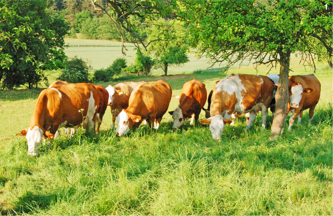 An hei�en Sommertagen sollten die K�he in den k�hleren Morgen- und Abendstunden auf die Weide getrieben werden.
