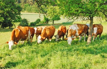 An heißen Sommertagen sollten die Kühe in den kühleren Morgen- und Abendstunden auf die Weide getrieben werden.