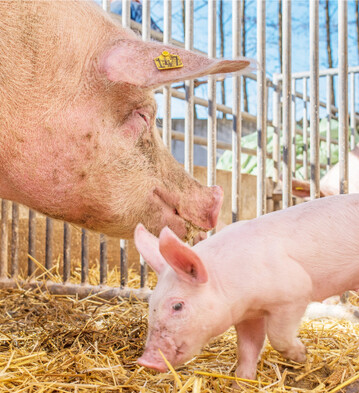 Die Remontierung von künftigen Muttersauen auf dem eigenen Betrieb ist eine Alternative zum Jungsauenzukauf.