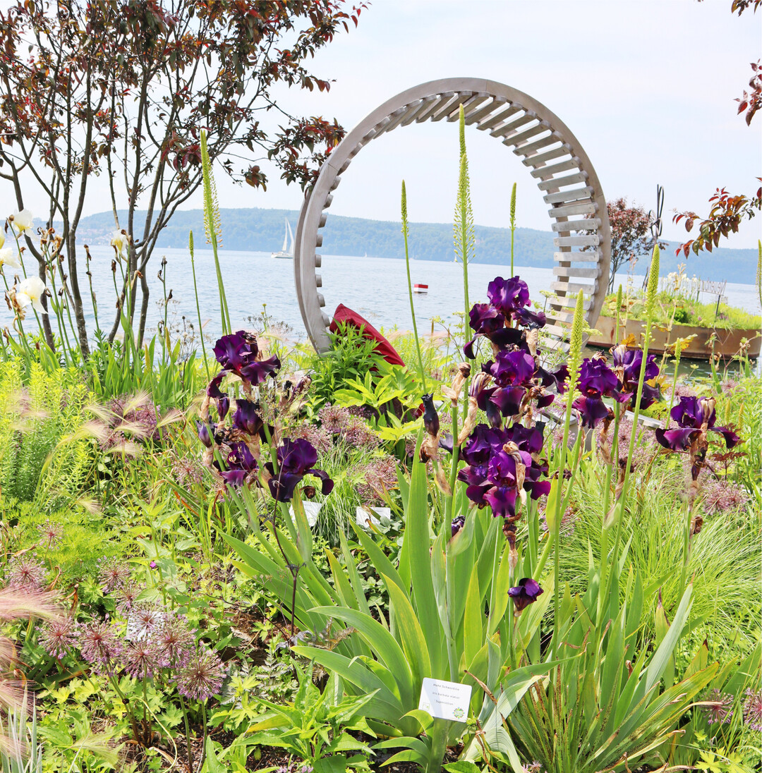 Wundersch�n ist dieser Blick auf den Bodensee. Wo? Auf der Landesgartenschau in �berlingen. Zu den Highlights z�hlt der Garten Die Leichtigkeit des Seins mit Looping-Sitzgelegenheit im Bereich Schwimmende G�rten. Die Gartenschau ist bis zum 17. Oktober ge�ffnet. Besucher ben�tigen momentan keinen negativen Coronatest f�r den Eintritt.