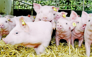 Baden-W�rttembergs Schweinebestand schrumpft seit Jahren. Ob der Abw�rtstrend jetzt ein Ende gefunden hat oder weitergeht, ist offen.� �