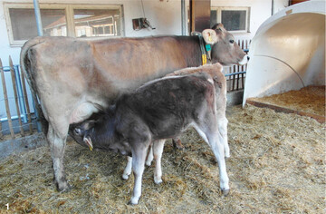W�hrend der achten bis zw�lften Aufzuchtwoche kommt die Amme f�r einen halben Tag in die Gruppenbucht neben dem Melkstand.