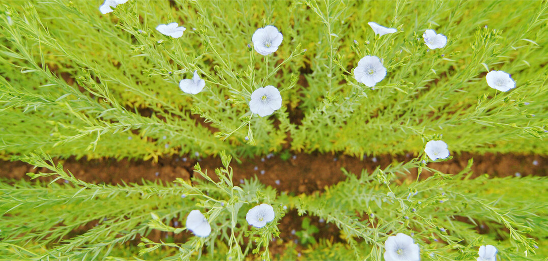Lein in der Bl�te: Im Saatgut der gen�gsamen �lfrucht waren Spuren von GVO enthalten, wie die Anbauer sp�ter herausfanden.