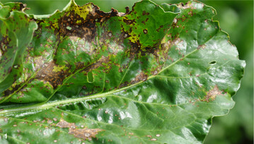 Cercospora gilt aufgrund ihrer weltweiten Verbreitung und der starken Sch�den, die sie verursachen kann, als wichtigste Blattkrankheit der Zuckerr�be.