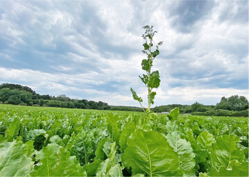 Eine Schosserr�be steht aus einem R�benfeld heraus.