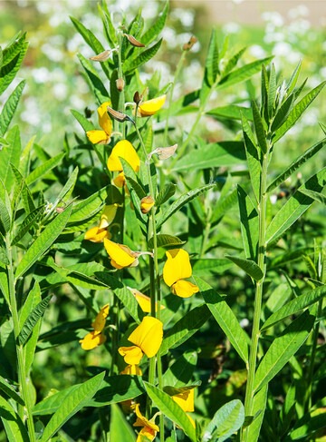 Ostindischer Hanf ist eine Zwischenfrucht, die nur auf sehr warmen Standorten angebaut werden sollte.