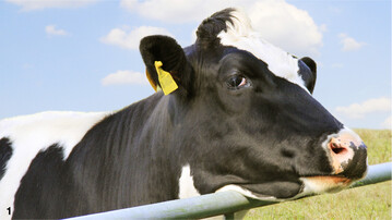Rinder nehmen ihre Umwelt weniger detailgenau wahr als Menschen. Ihre Sehsch�rfe betr�gt nur circa 30 Prozent.