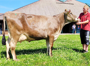 Diese frischgekalbte, rahmige Casanova-Tochter von Helmut Sch�llhorn, Ummendorf, leistete weit �ber 30 kg Milch.