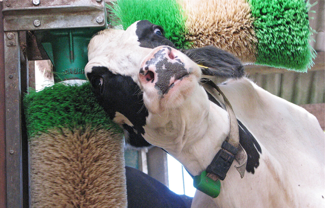 Nach Lust und Laune kratzen: Fellpflege ist ein Grundbed�rfnis von K�hen und f�rdert ihr Wohlbefinden. Im Gegenzug steigt die Leistungsf�higkeit der Tiere.