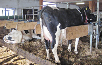 Die Art des Trennb�gels sollte so gew�hlt werden, dass das Stehen und Liegen der K�he m�glichst optimal gesteuert wird.