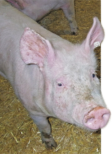 Die Schweine auf dem Sonnenhof w�hlen, knabbern und bewegen das Stroh in ihren Buchten gerne und ausgiebig  so die Erfahrung der Familie. Ein Beitrag zu mehr Tierwohl, der f�r Markus Mayer und seine Mitarbeiter f�r erheblich mehr Arbeit im Stall sorgt.
