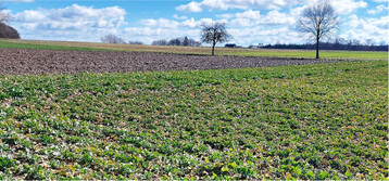 Landessortenversuche Winterraps der LTZ Augustenberg auf dem Standort Krauchenwies im März 2023.