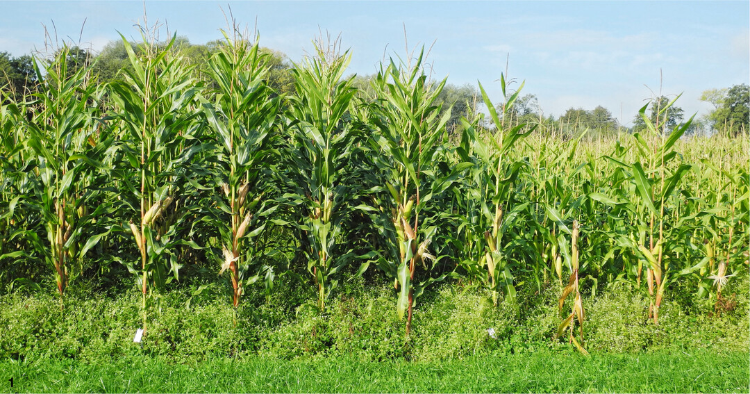 In der Sp�taussaat 2021 (Viehhausen) waren die Maisertr�ge mit Erdklee-Untersaat konkurrenzf�hig zur Kontrolle ohne Untersaat. In dem fr�her ges�ten Versuch in Hohenkammer (Bild) dagegen nicht.