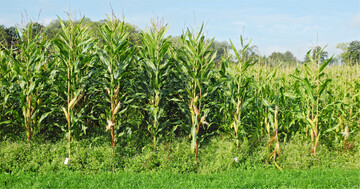 In der Sp�taussaat 2021 (Viehhausen) waren die Maisertr�ge mit Erdklee-Untersaat konkurrenzf�hig zur Kontrolle ohne Untersaat. In dem fr�her ges�ten Versuch in Hohenkammer (Bild) dagegen nicht.