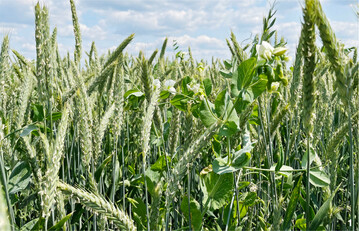 Ein Beispiel f�r eine GPS Mischung ist die I.G.-Herbstmischung von I.G.-Pflanzenzucht. Diese besteht aus Triticale, Hafer und tanninarmer Erbse und kann f�r Biogas und Futter genutzt werden.