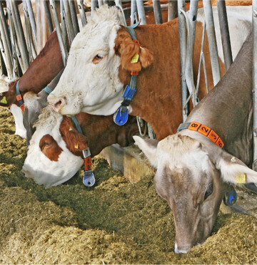 Anhaltende Hitze wirkt sich auf die Futteraufnahme der Tiere aus. Am Silo und am Trog sollte daher durch geeignete Ma�nahmen darauf geachtet werden, dass die erreichte Futterqualit�t erhalten bleibt.