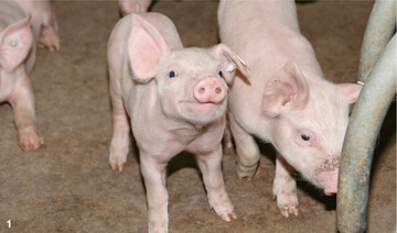 Durchf�lle bei Ferkeln k�nnen hohe Verluste verursachen. Bei Problemen mit Durchfall sollten Tierhalter schnell handeln.