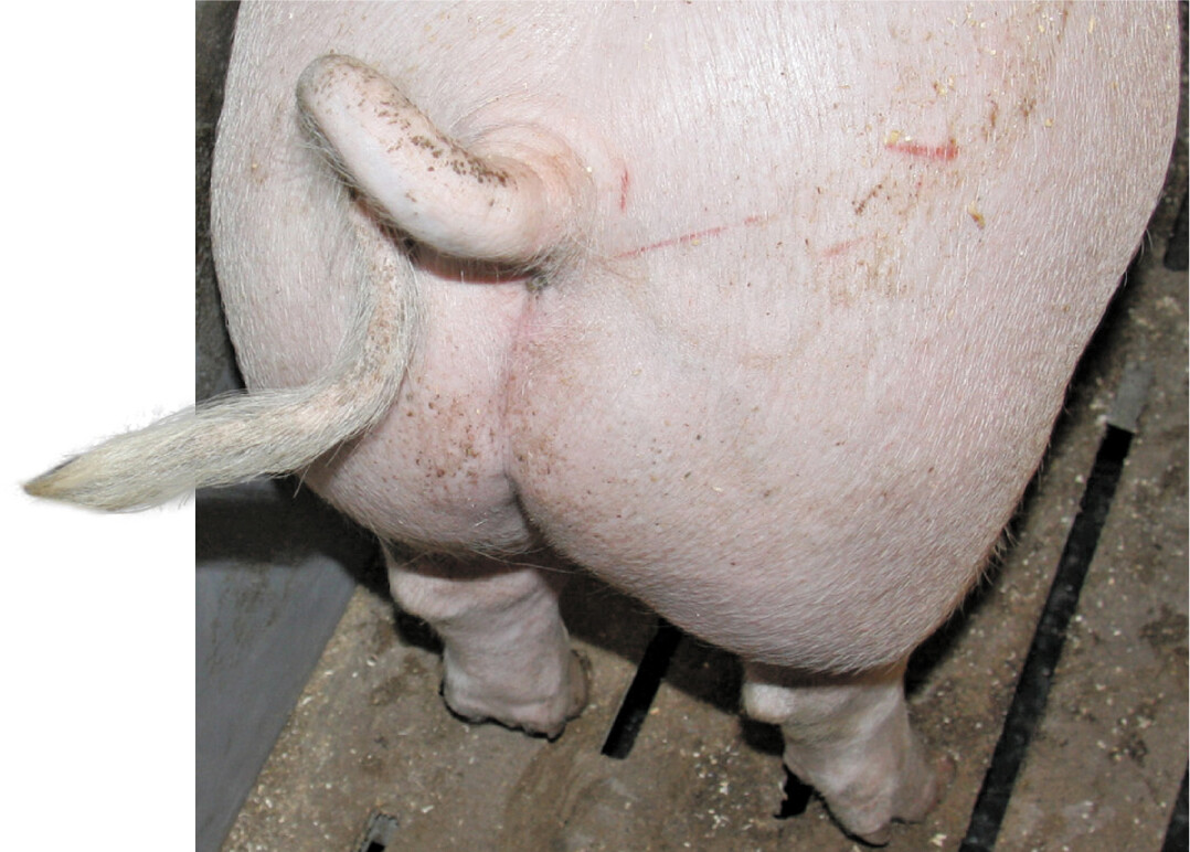 Schwanzbei�en ist eine multifaktoriell hervorgerufene Verhaltensst�rung, die in der Regel aus einer �berforderung der Tiere durch verschiedene Stressfaktoren resultiert.