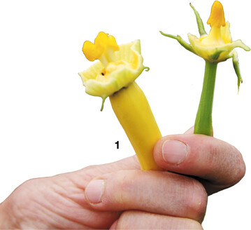 Männliche und weibliche Blüten.