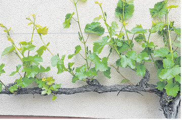 Der Sommerschnitt ist bei den beiden linken Apfelb�umen bereits erfolgt. Dichte Triebe im unteren und mittleren Kronenbereich der drei rechten B�ume erfordern noch ein Auslichten.