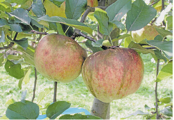 Schwarze, verwaschene Flecken, die sich den Sommer �ber auf die gesamte Fruchtschale ausdehnen, sind Symptome eines Befalls mit der Regenfleckenkrankheit, die vor allem im �koanbau von Bedeutung ist. In feucht-warmen Jahren ist die Infektionsgefahr besonders hoch.