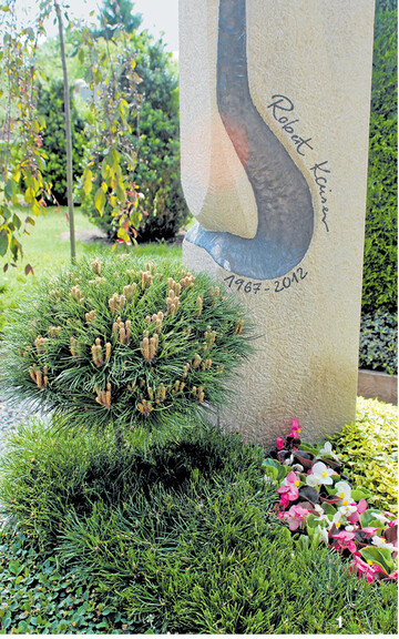 Ein Kiefern-Hochstämmchen, das mit Kiefern als Bodendecker unterpflanzt ist, bildet die Verbindung zwischen den Pflanzen und dem Grabzeichen.