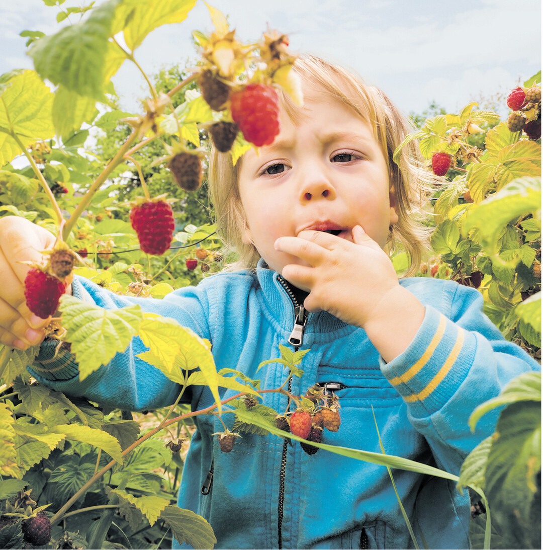 bild der woche Das Praktische an Beeren: Man kann sie vom Strauch direkt in den Mund stecken. Wer die s��en Fr�chte aus dem Garten auch noch im Winter genie�en m�chte, kann Marmelade kochen. Damit die Vorratsgl�ser lange halten, gilt es einige Hygieneregeln zu beachten. Mehr dazu lesen Sie auf Seite 36.