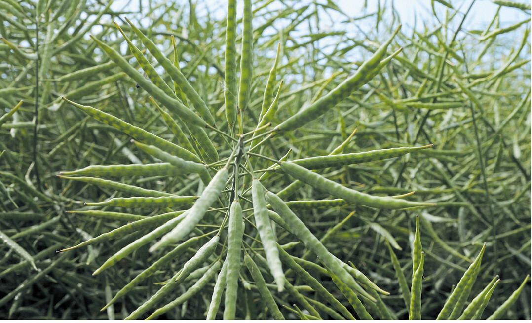 Raps ist nicht gleich Raps. Das LTZ Augustenberg pr�ft jedes Jahr einzelne Sorten und gibt damit eine Hilfestellung bei der Sortenwahl.