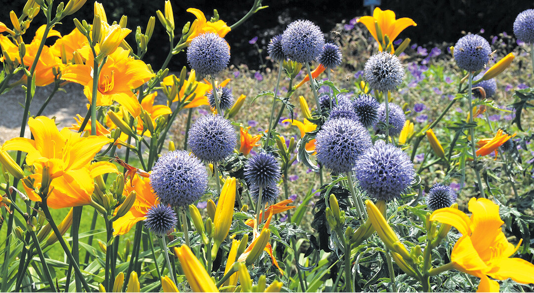 Banater Kugeldistel (Echinops bonnaticus) und orangefarbene Taglilien (Hemerocallis Orange Velvet).