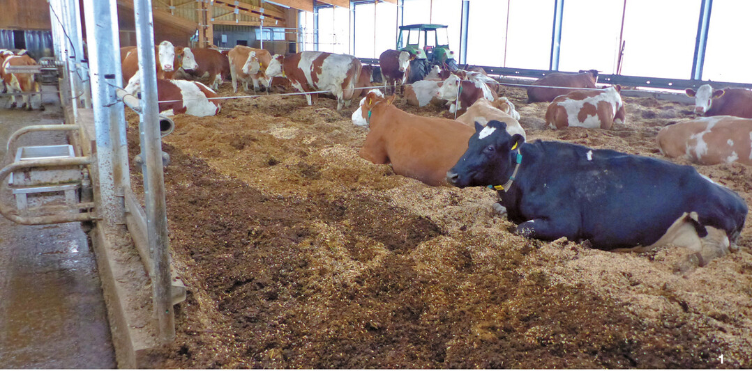 Weich und mit gen�gend Platz, um die Beine auszustrecken: K�he liegen gerne auf einer Komposteinstreu. Das l�sst sich an ihrem Liegeverhalten ablesen, wie die Herde von Thomas und Barbara Konzelmann in Truchtelfingen demonstriert.
