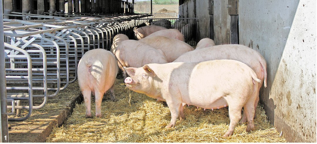 In der Bioland-Schweinehaltung sind Ausl�ufe verpflichtend vorgeschrieben.