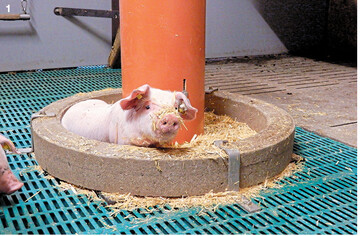 Aufzuchtferkel im W�hlbereich eines Besch�ftigungsturmes mit geh�ckseltem Stroh.