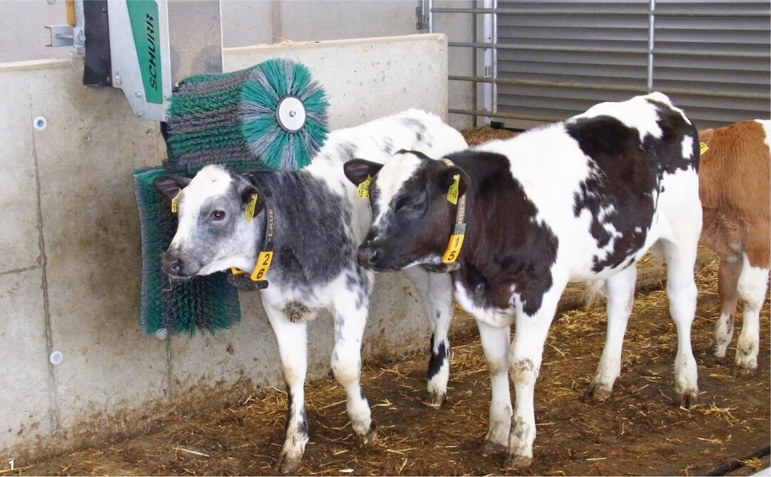 Die beiden Kuhb�rsten werden von den K�lbern intensiv genutzt. Sich dort das Fell pflegen zu lassen, kommt an. Entsprechend frequentiert sind die beiden B�rsten und laufen den Erfahrungen der Betriebsleiter zufolge viele Stunden am Tag.