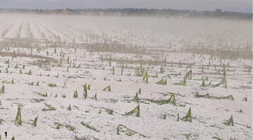 An vielen Orten (wie hier im Raum Aying/Bayern) wurden die Maispflanzen regelrecht gehäckselt.