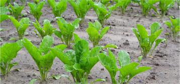 Einen anfänglichem Entwicklungsrückstand holten die Rüben ab Ende Mai auf.