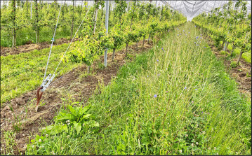 Um Nützlinge zu fördern, wird in dieser Birnenanlage alternierend nur in jeder zweiten Fahrgasse gemulcht.