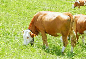 Der Tritt und das Fressverhalten der Weidetiere haben einen Einfluss auf die Zusammensetzung des Bestandes. Daher ist ein Wechsel von der Schnitt- auf Weidenutzung mit Risiken für den Erhaltungszustand von FFH-Mähwiesen verbunden.