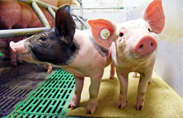 Um eine gesunde Darmflora nach dem Absetzen entwickeln zu können, benötigen Ferkel in der Säugephase genügend Milch.