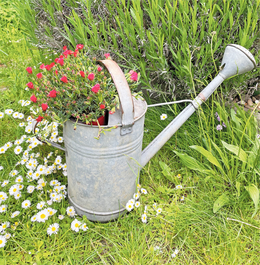Wer seinen Garten klug anlegt, kann seine Gie�kanne einmotten  oder wie hier zu sehen  bepflanzen.