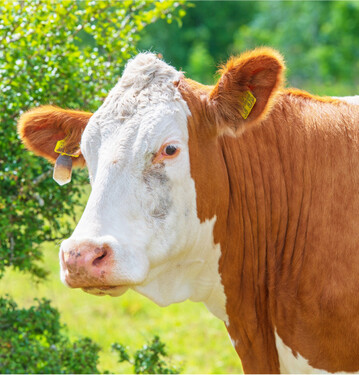In der Rinderhaltung ist der Trend zum Ausstieg aus dem Betriebszweig in Baden-W�rttemberg so ausgepr�gt wie im �brigen Deutschland.